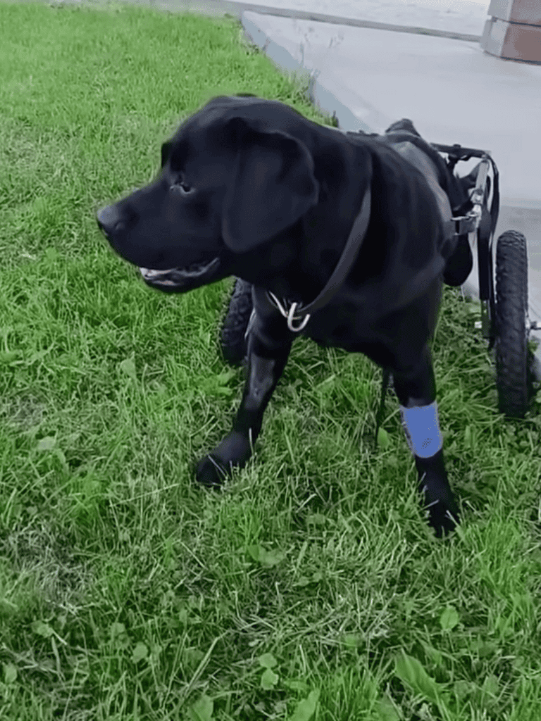 Dog in wheelchair with prosthetic legs, available for assistance and support, showcasing strength and resilience.