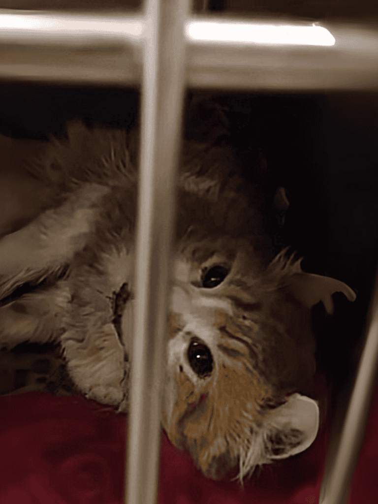 Adorable tabby cat resting inside a shelter cage, looking up with big, curious eyes.