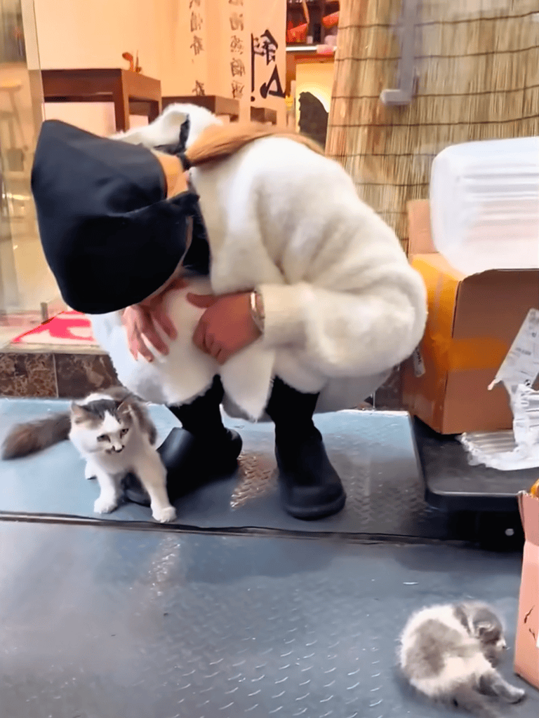 Person hugging adorable cat with kittens, pet care, cozy indoor environment.