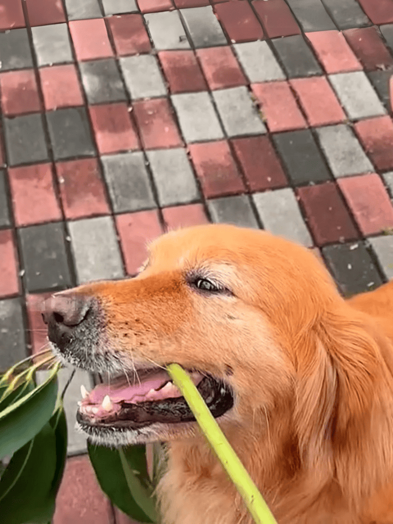 Alt text: Golden retriever happily chewing a green stick outdoors on a brick pathway.