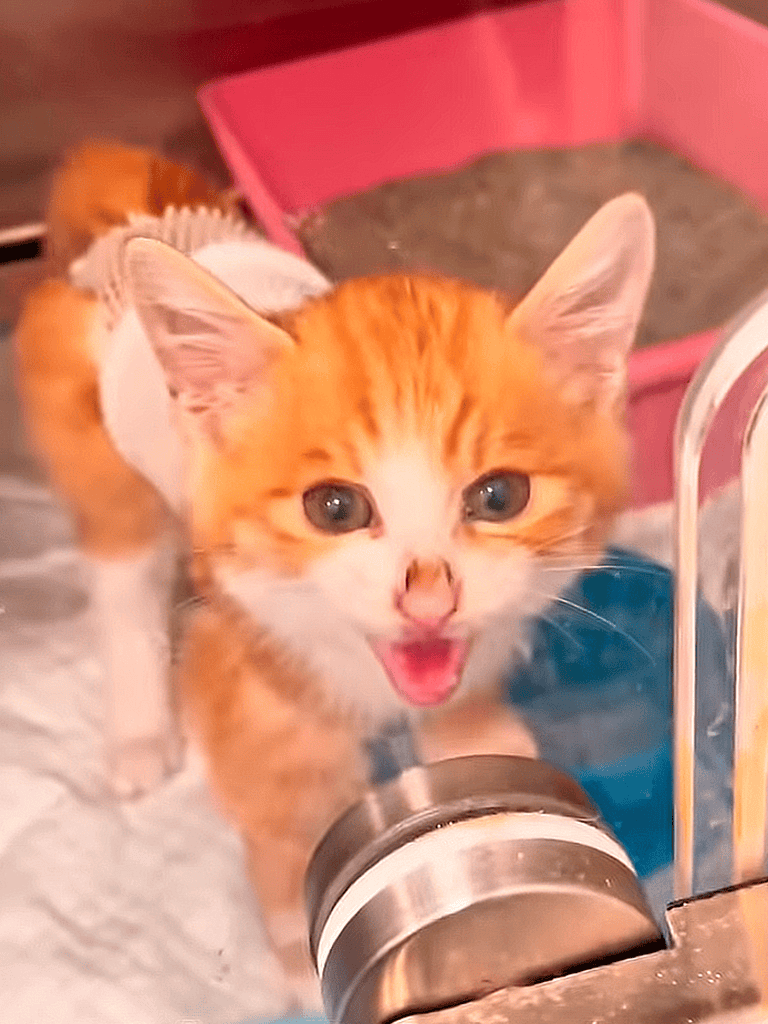 Adorable orange kitten with wide eyes and open mouth, playing near pet food container.