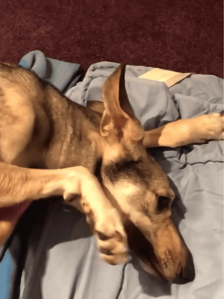 Comfortable dog bed for sleep and relaxation.