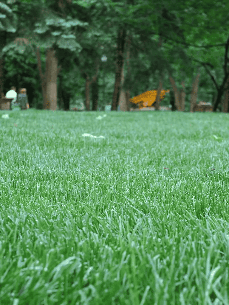A vibrant, well-maintained green grass lawn in a park setting with trees and people in the background.