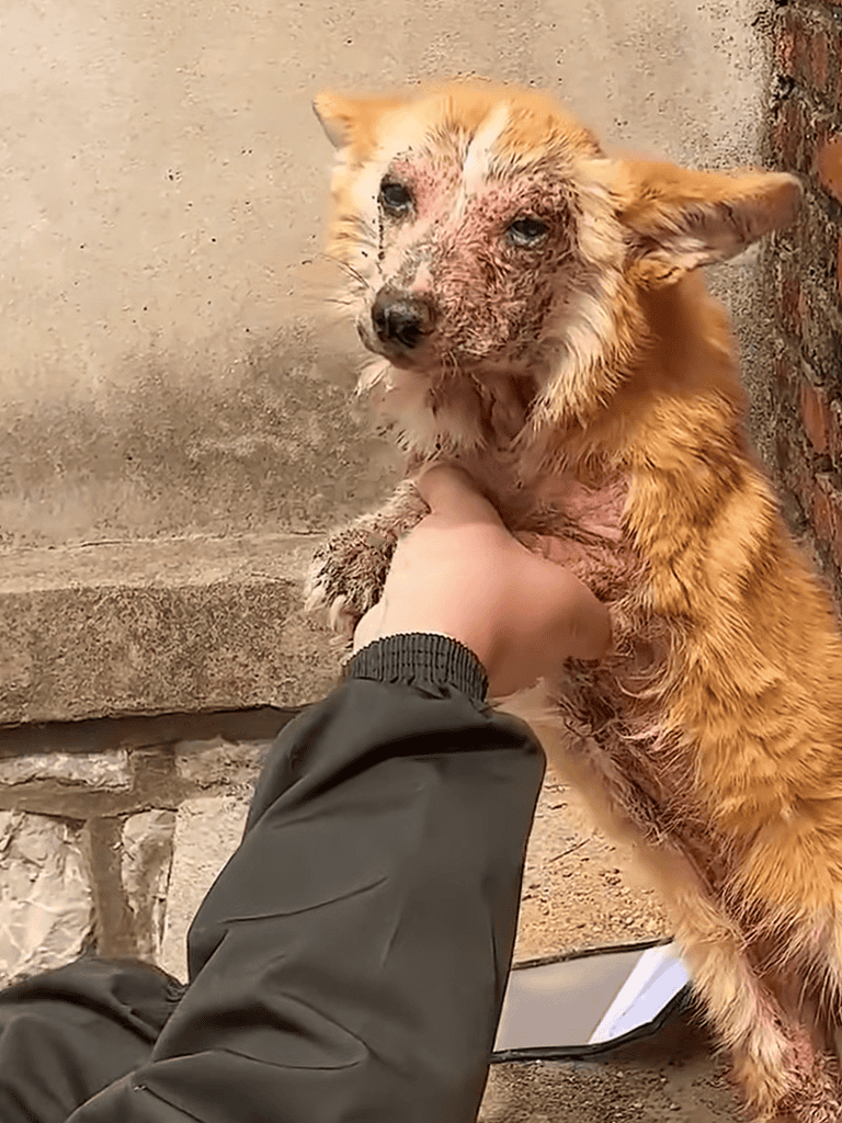 Dog rescue after abuse.