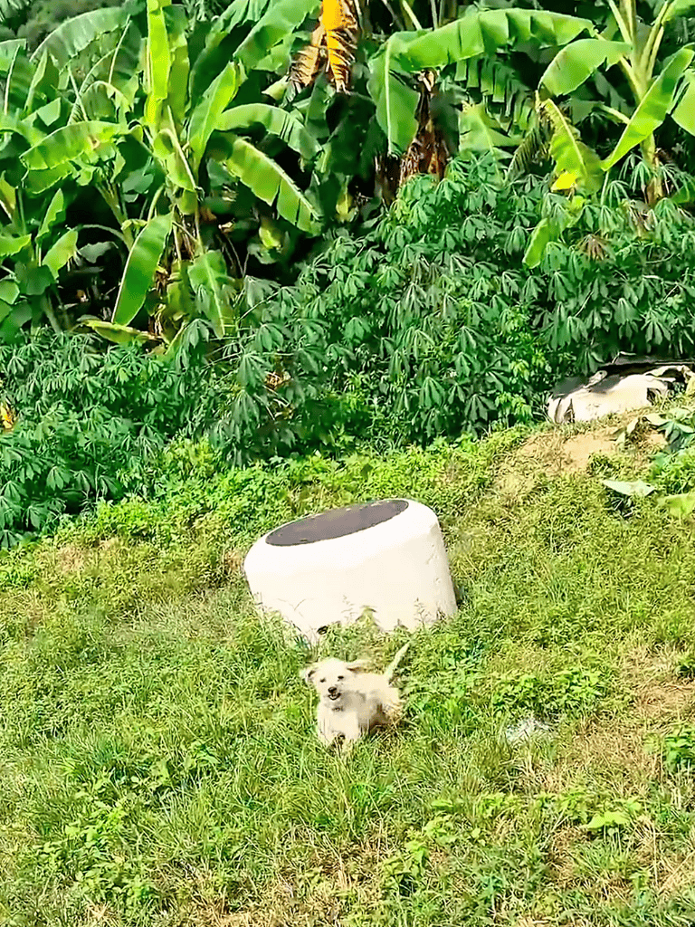Friendly dog enjoying nature in vibrant garden setting.