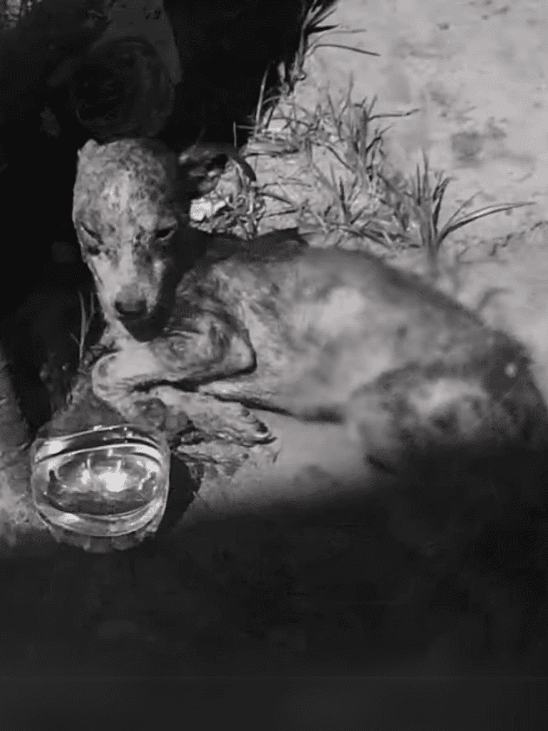 Wild African dog pup lying on the ground near food and water.