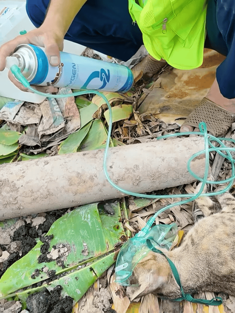 Oxygen mask assists injured dog during rescue operation in the outdoors.