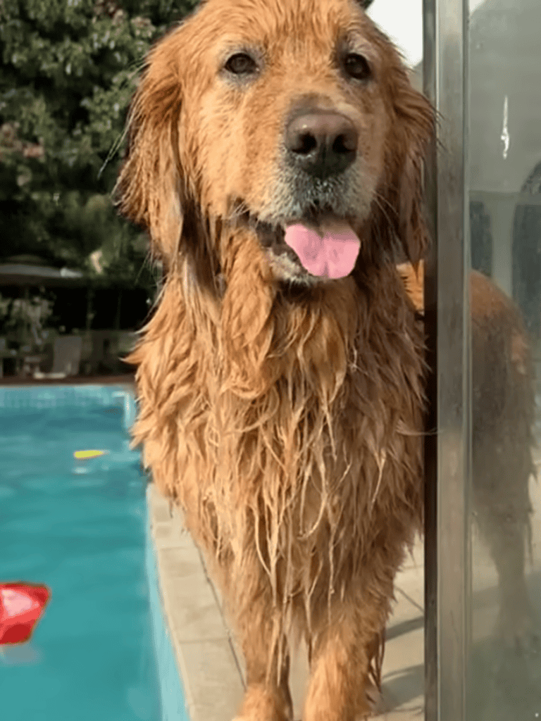 Dog playing at poolside with wet fur, happy and playful in outdoor setting.