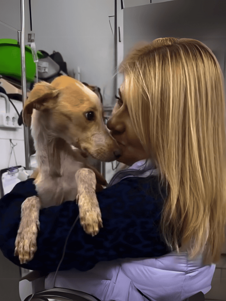 Close-up of a woman holding her adorable dog, showing affectionate connection in a veterinary or pet care setting.