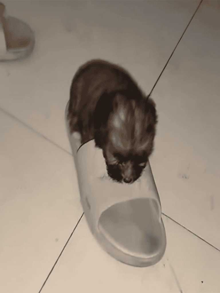 Adorable puppy playing with a shoe, perfect for pet lovers and dog enthusiasts.