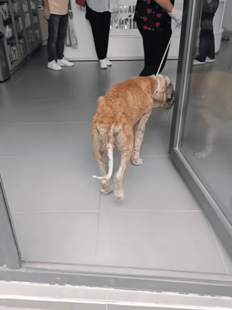 Dog lying down at veterinary office entrance.