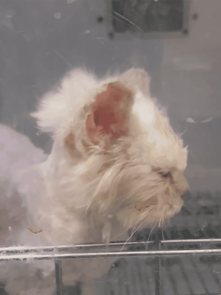 Close-up of a groomed dog with shaved fur, showing grooming services for pets at Dogfix.com.