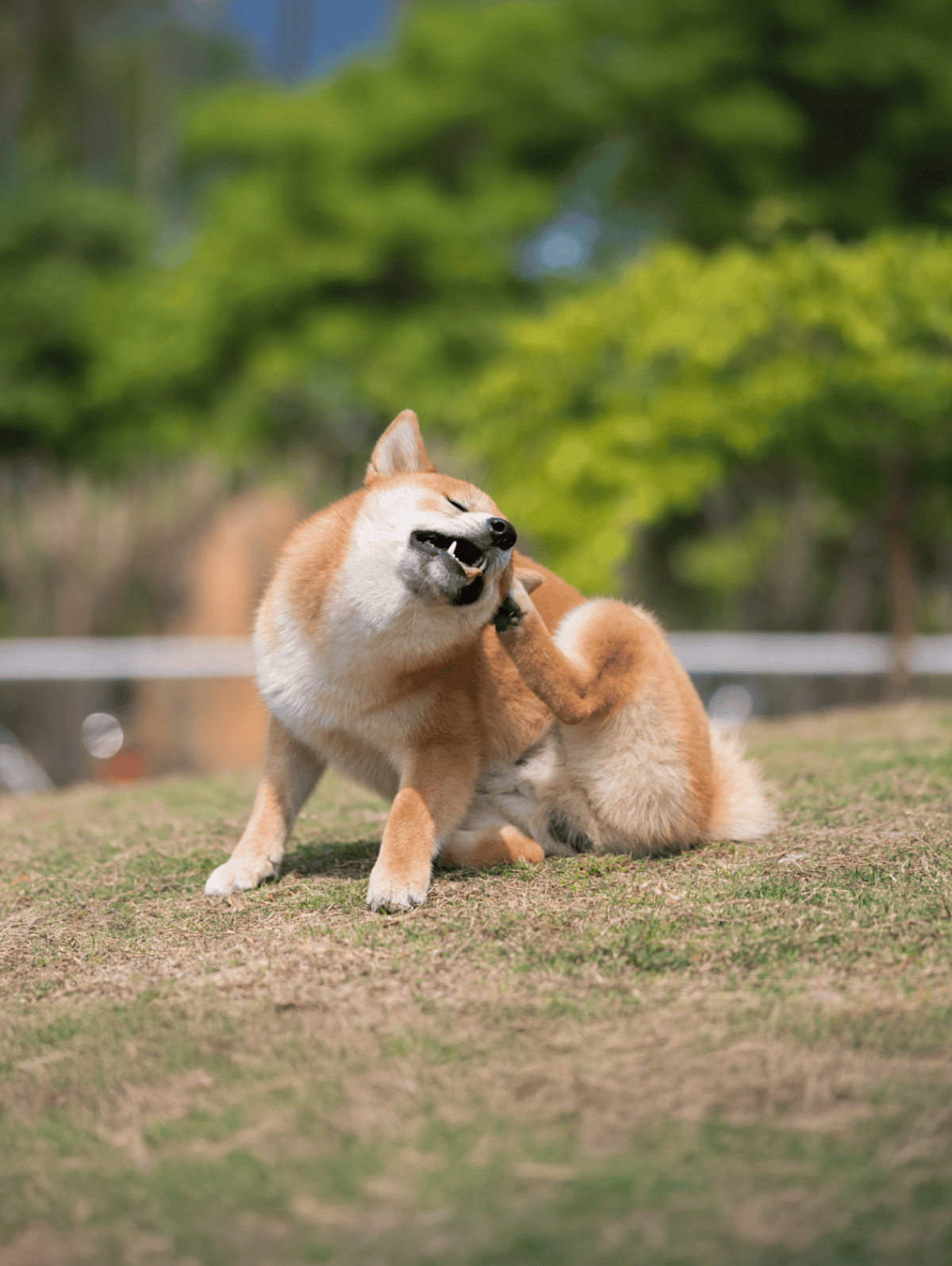 Cute Shiba Inu dog showing playful behavior outdoors, with a blurred green background.