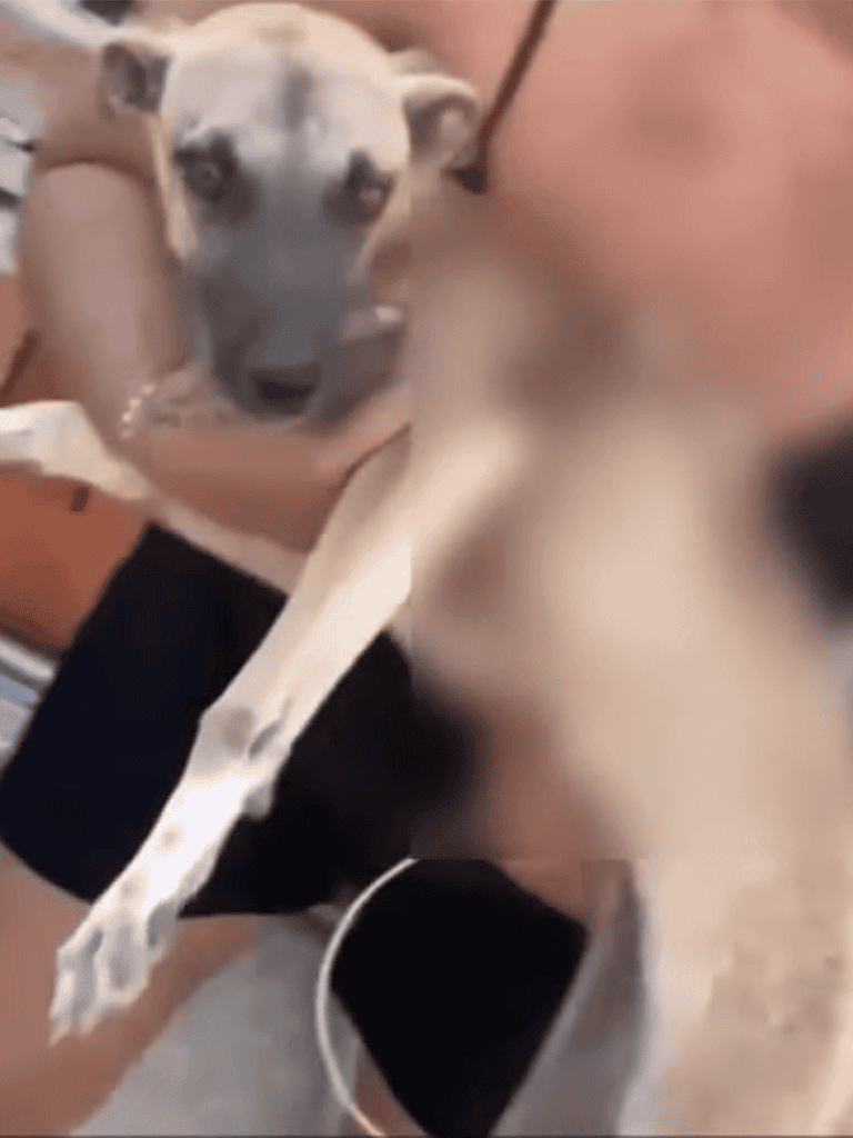 Adorable dog being held, happy expression, rescue and care focus.