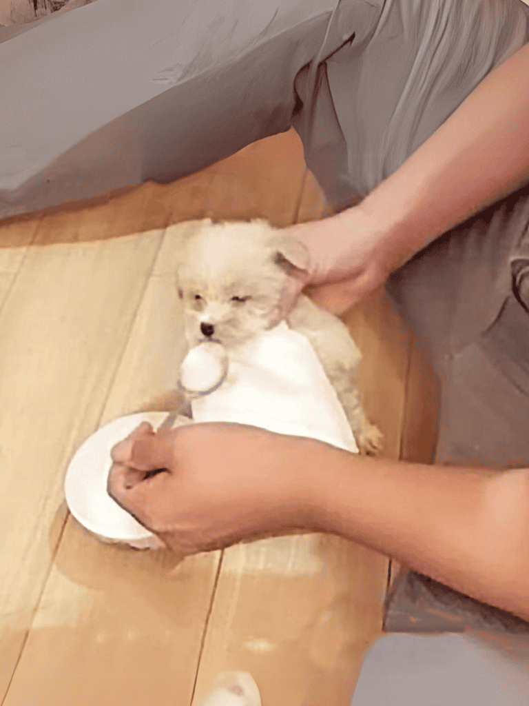 Tiny puppy being fed or given a treat, in a cozy home setting.