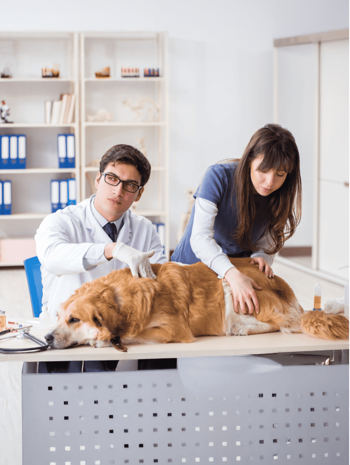 Dog being examined and treated by veterinary professionals in a modern clinic setting.