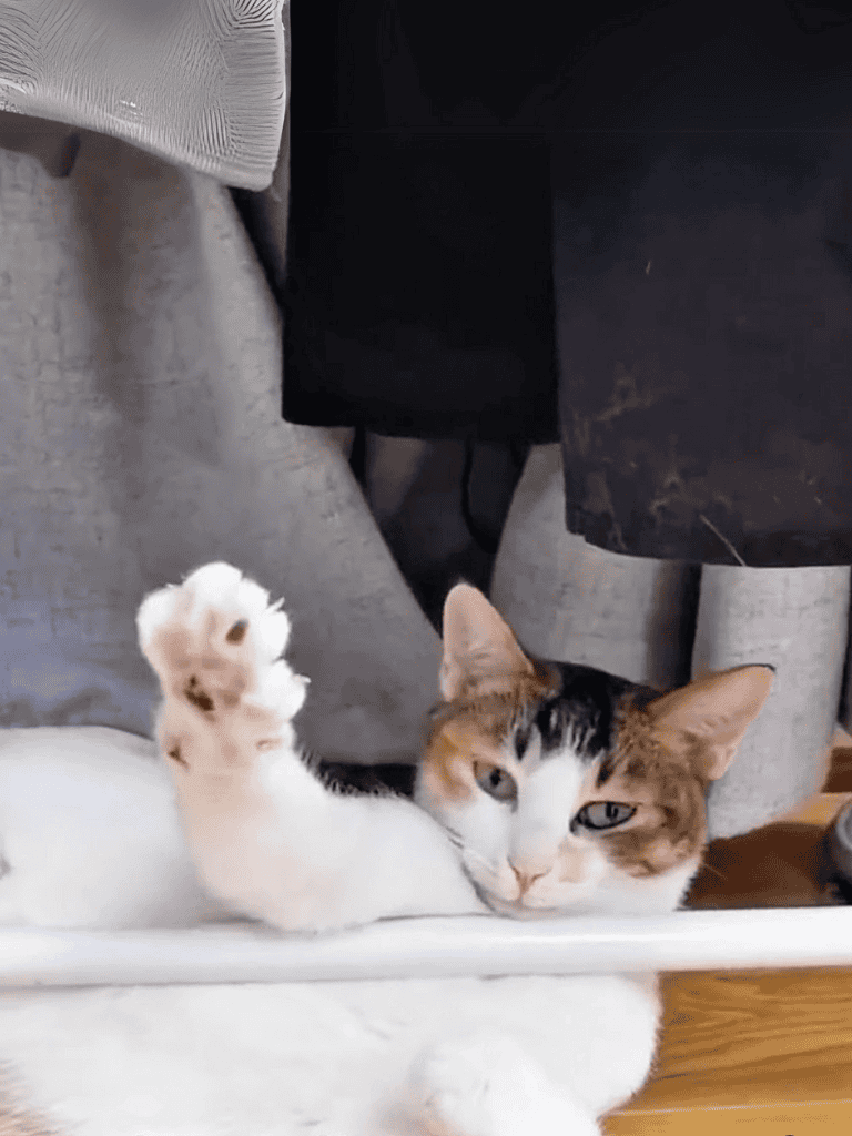 Adorable cat lying on its back, paw raised, in a cozy indoor setting.