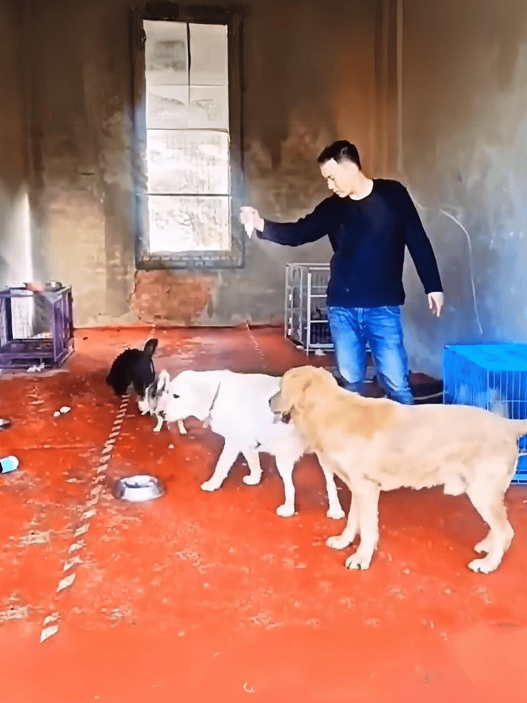 Pet training, dog obedience, dog behavior, indoor pet training.