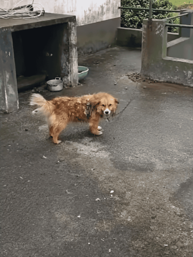 Adorable small brown Dachshund dog standing on concrete surface tethered outside.