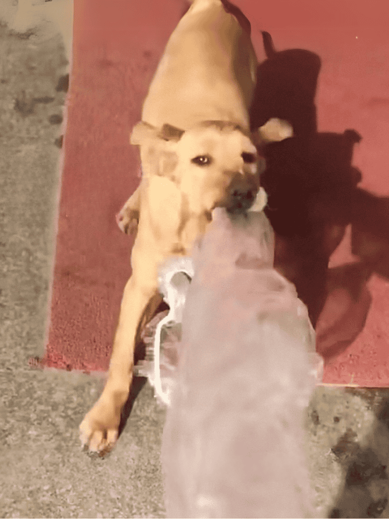 Dog playing fetch with a toy on the sidewalk.