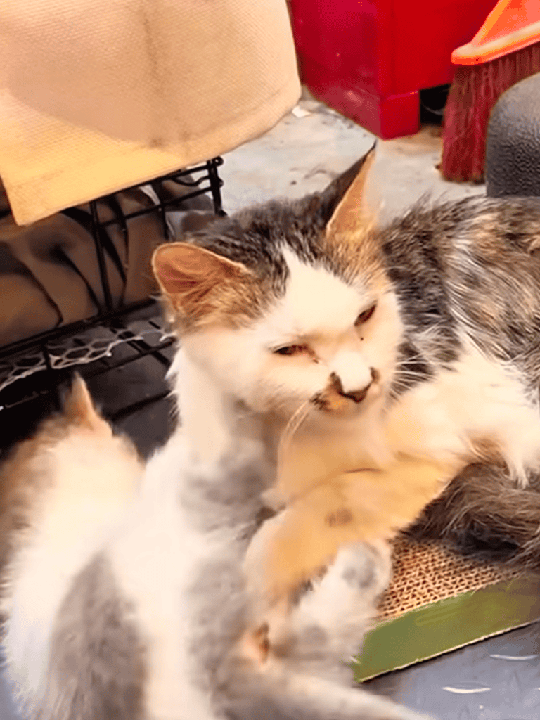 Adorable rescue cats playing and cuddling, promoting pet adoption and care.