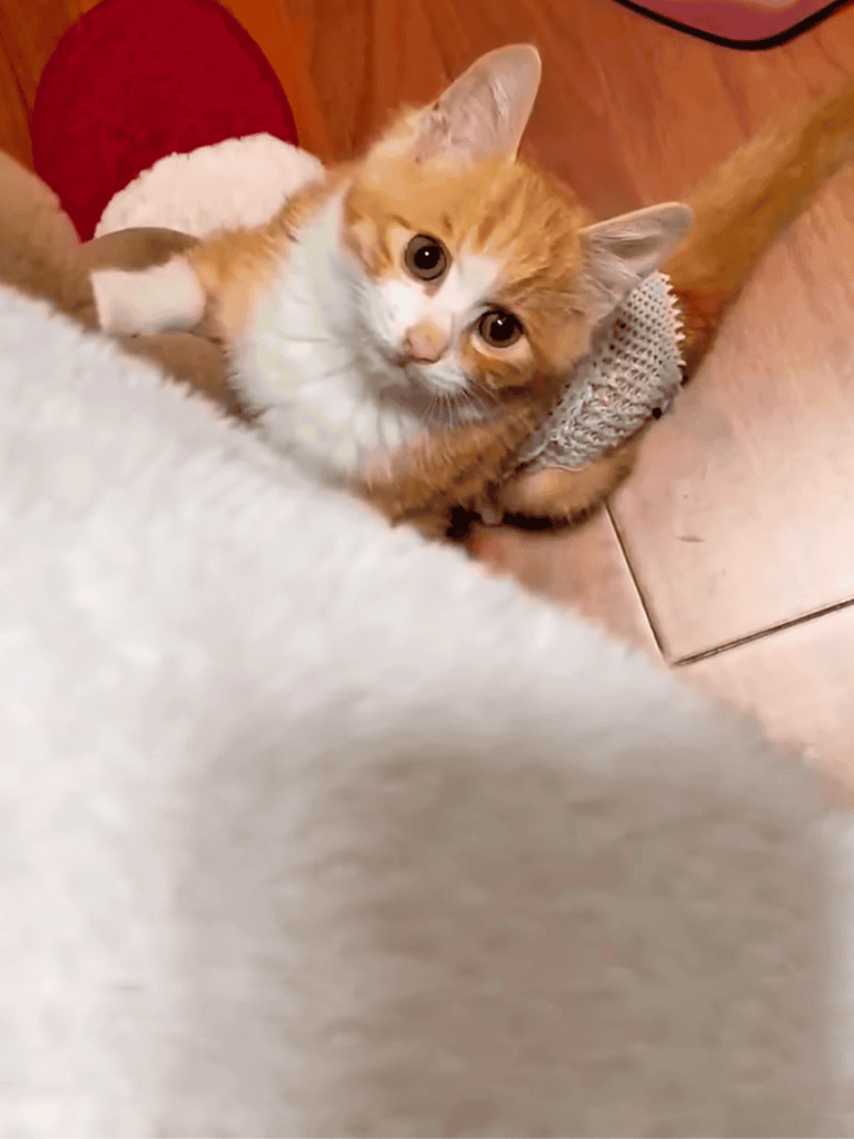 Adorable orange and white kitten wearing a little Santa hat, resting on cozy blankets. Perfect for pet care and cat lovers.