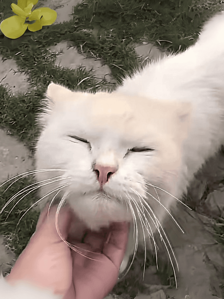 Sweet white cat enjoys petting and relaxation outdoors.