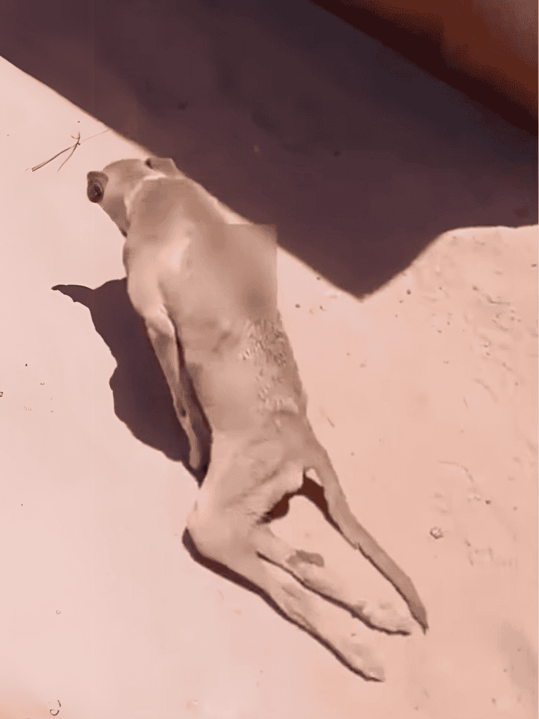 Lizard lying on sandy surface in sunlight, with a shadow cast nearby.