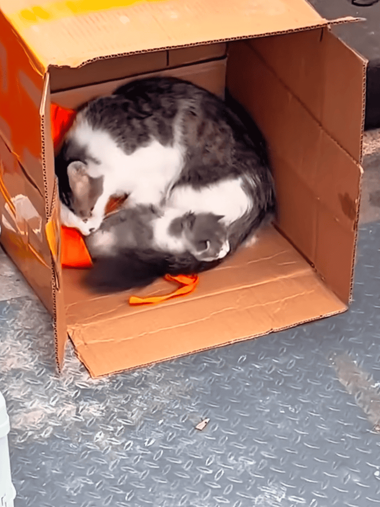 Close-up of two grey and white cats curled inside a cardboard box, resting comfortably.