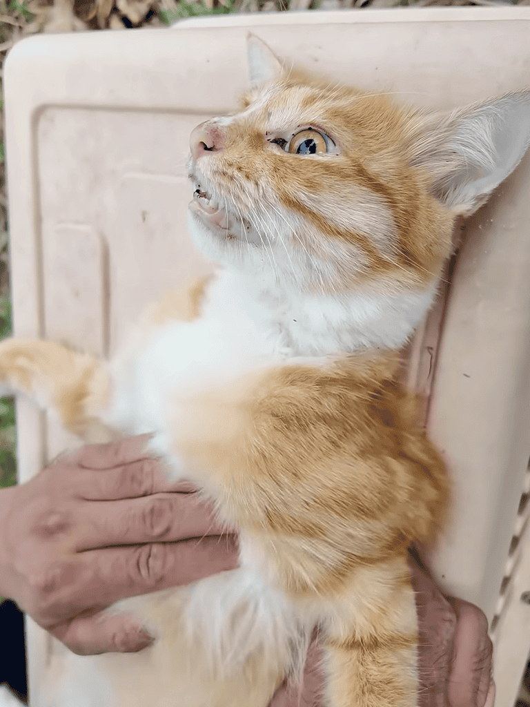 Adorable orange and white kitten being examined, showcasing pet care services.
