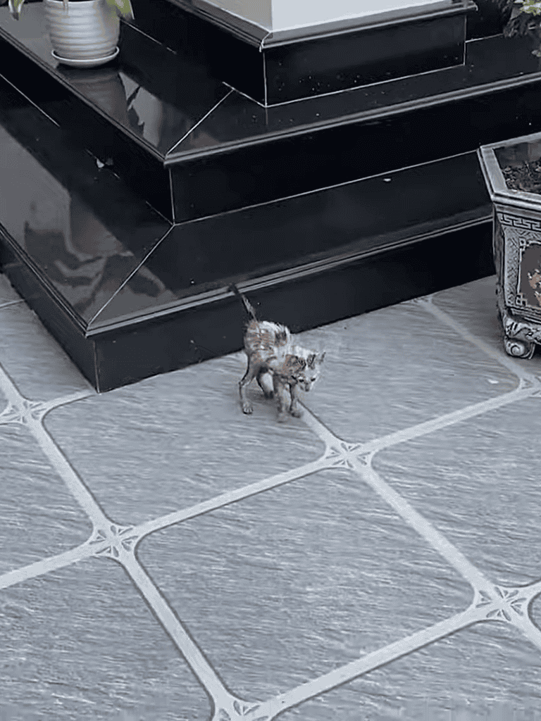 Cute tabby kitten exploring tile flooring near stairs.