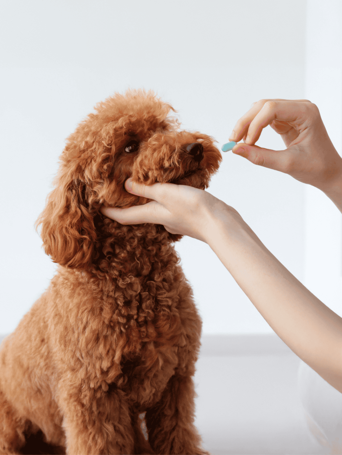 Dog getting an oral vaccine administered.