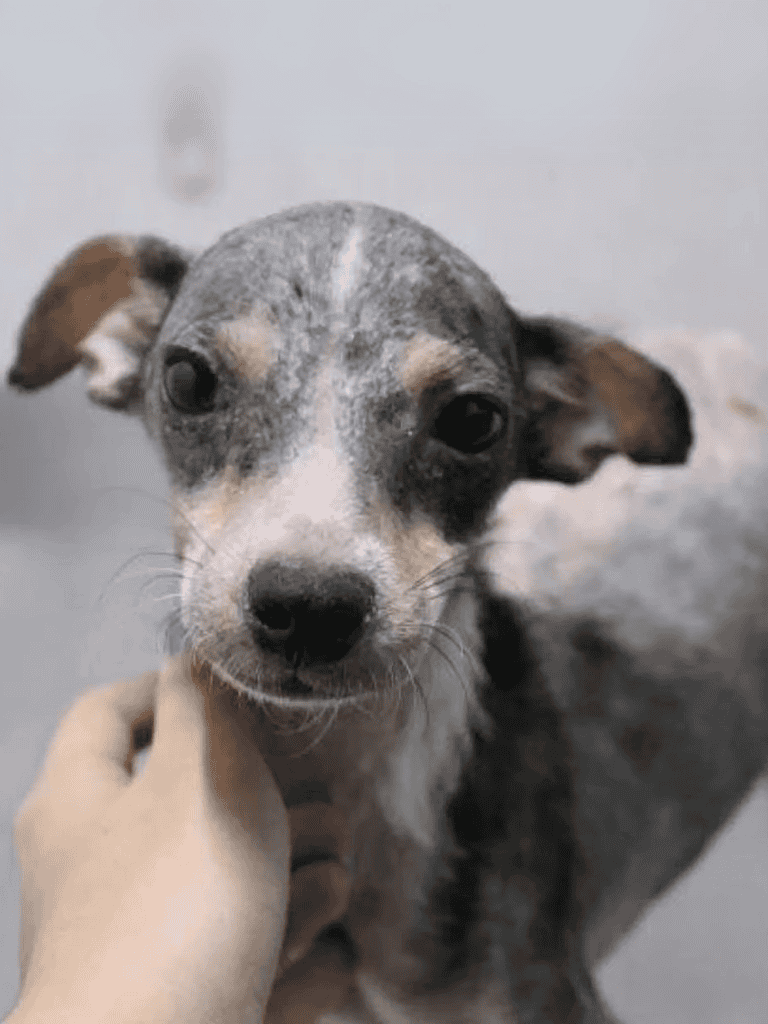 Adorable grey and white puppy, cute face, lovable pet, dog care, rescue dog.