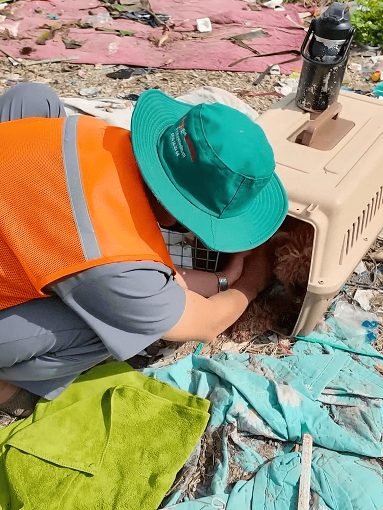 Pet rescue rescue dog shelter emergency relief.