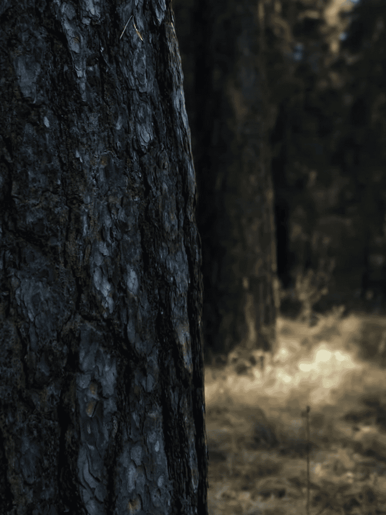 Close-up of rugged tree bark in a forest setting.
