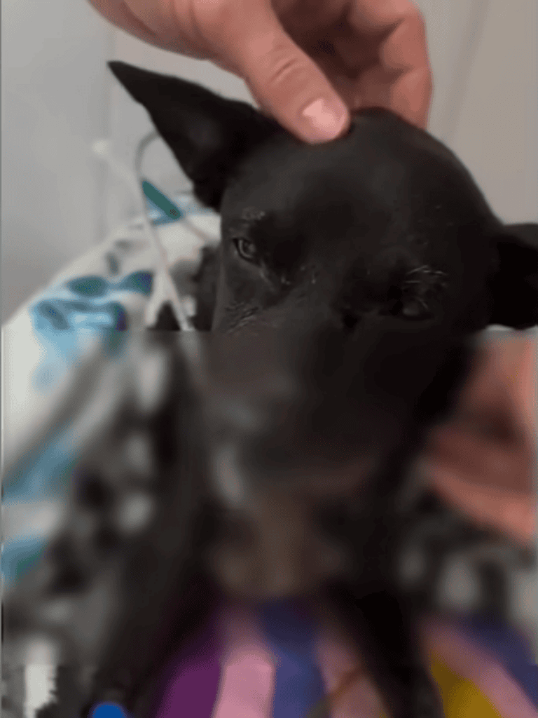 Pet health care, vet check, dog health, urgent care, veterinary services.