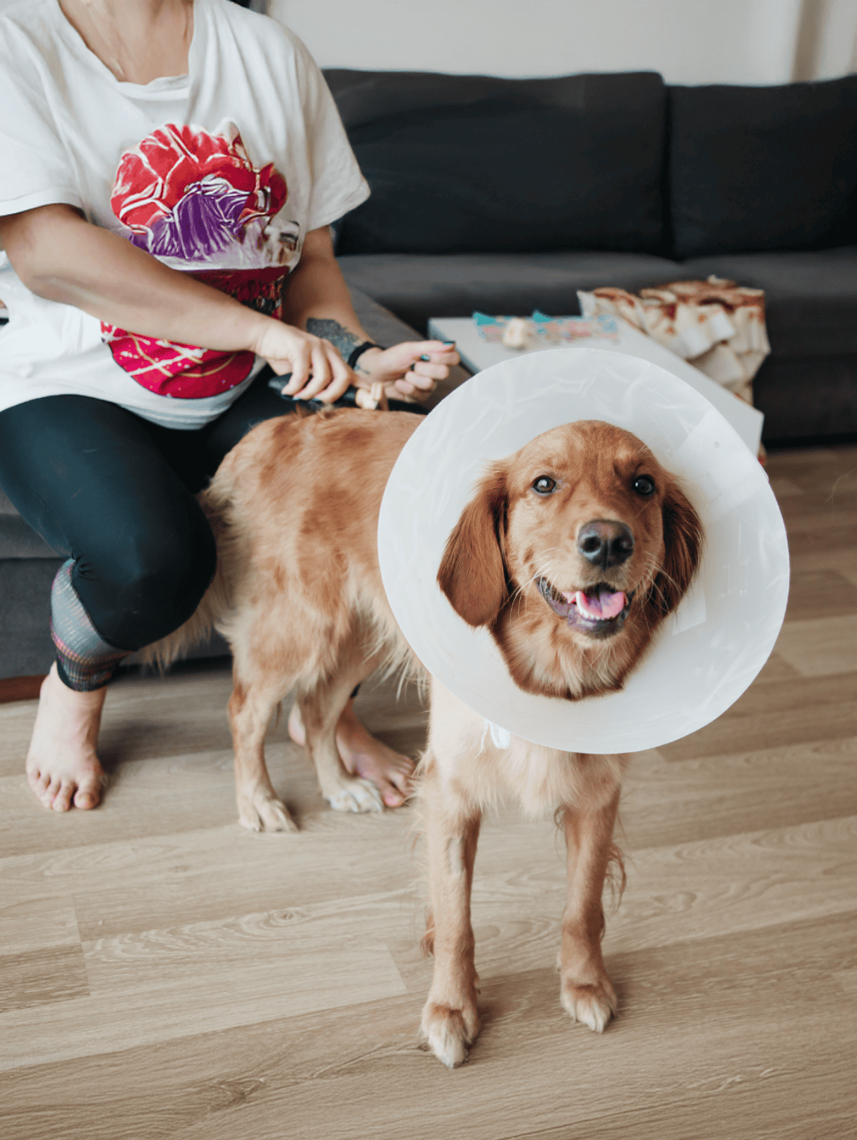 Dog wearing protective cone collar during recovery, smiling and calm.