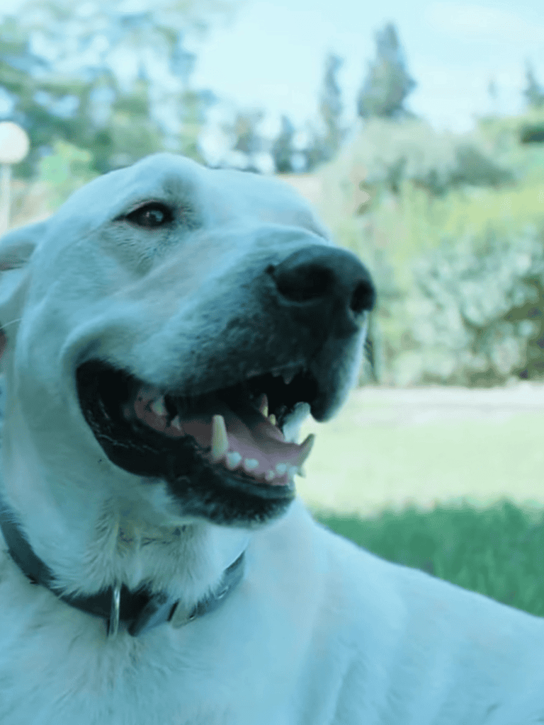 Happy dog enjoying outdoor playtime.