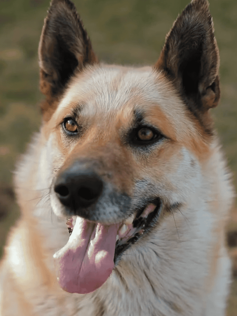 Close-up of a happy, friendly dog with a pink tongue sticking out.