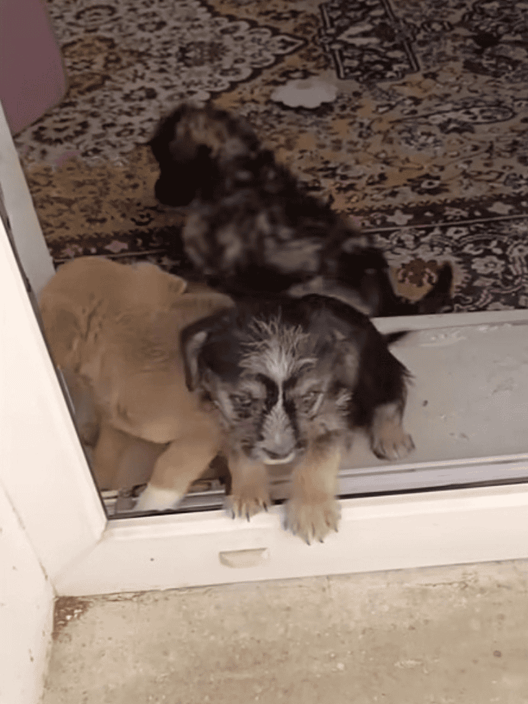 Adorable puppies peeking through glass door, showcasing playful and curious behavior. Perfect for dog care and pet training content.