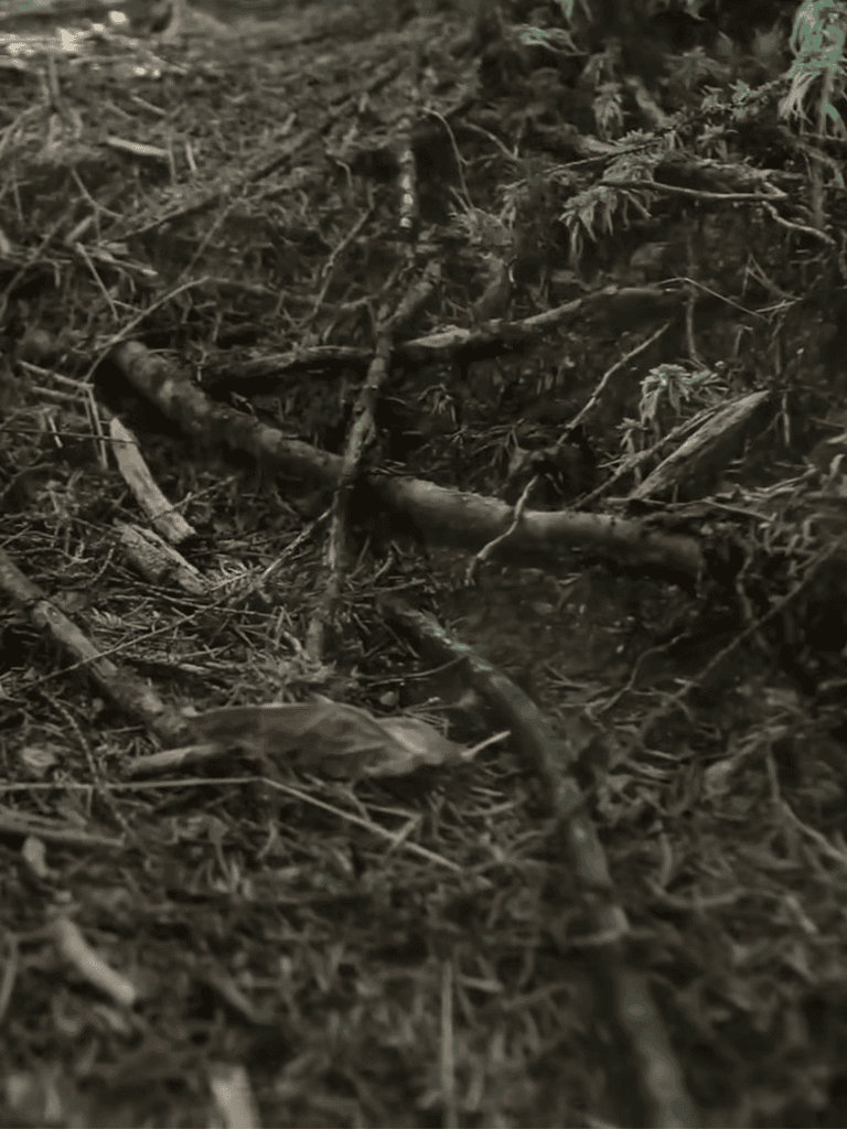 Close-up of forest ground with twigs and soil texture.