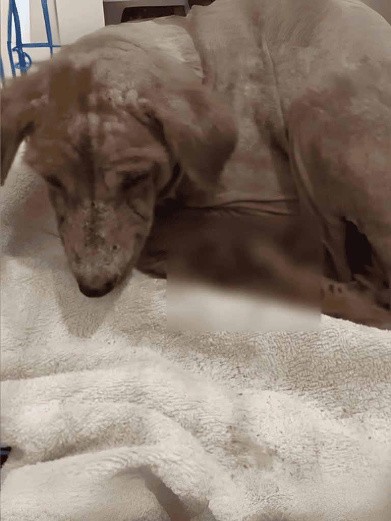 Adorable senior dog resting comfortably at home for pet health and wellness.