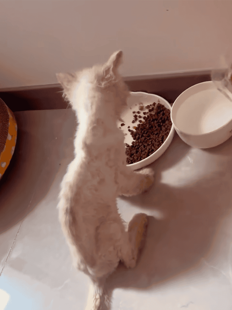 Adorable white puppy enjoying meal from pet bowl.