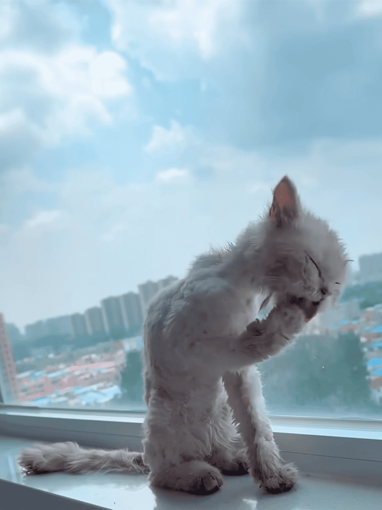 Cute cat scratching its face against a window.