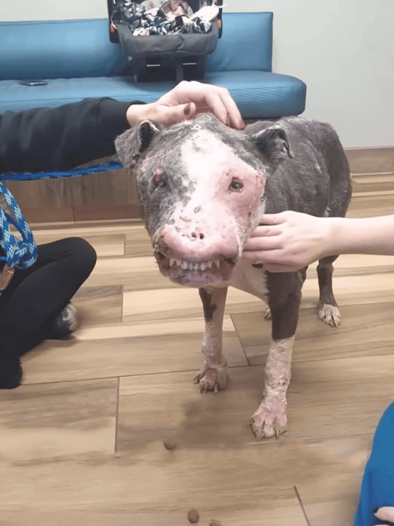 Dog with a friendly smile and unique coat.