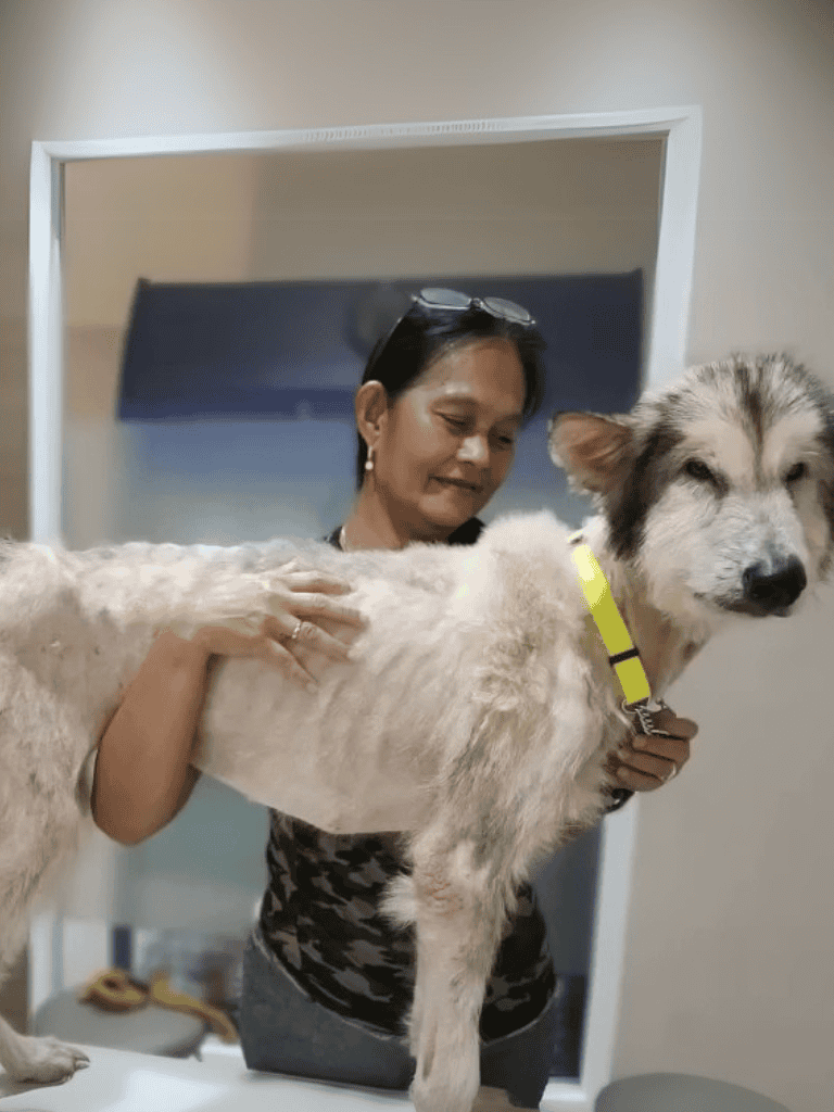 Dogfix.com - Pet care services.