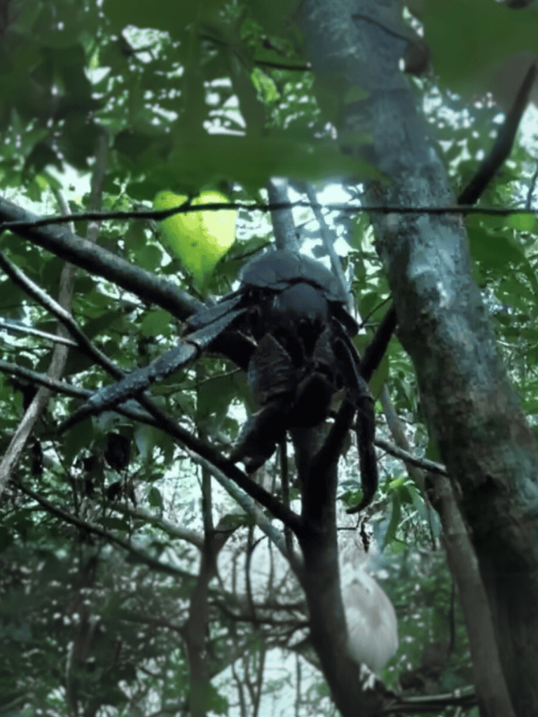 Close-up of a dark moth resting on tree branches in dense forest.
