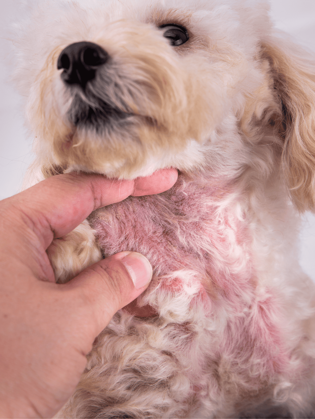 Close-up of a golden retriever with patchy skin and hair loss, veterinarian checking for allergies or skin issues.