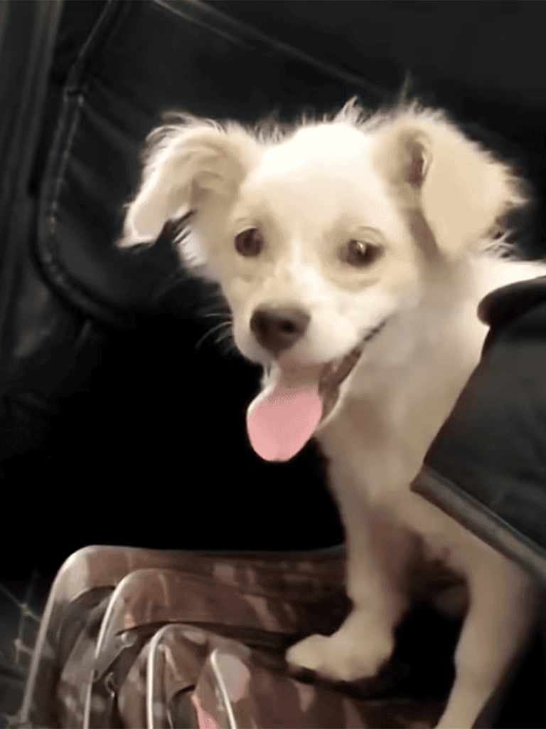 Adorable happy puppy with open mouth, playful expression, and fluffy fur.