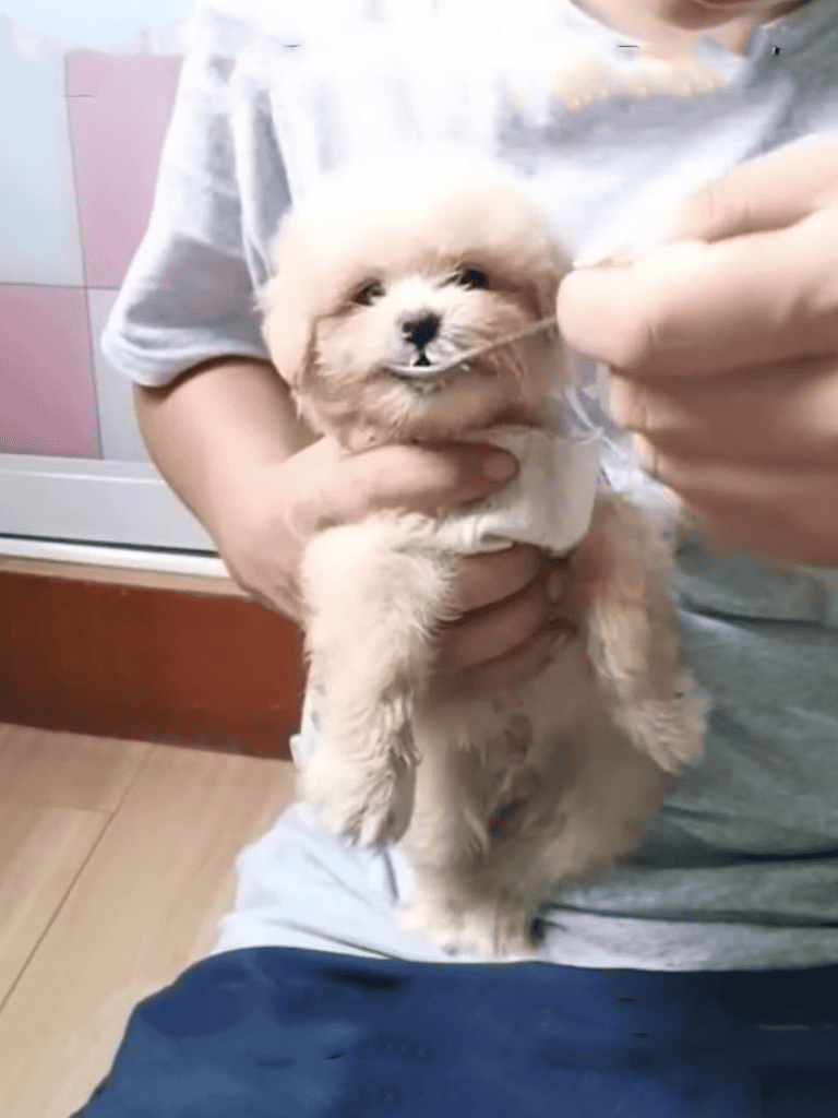 Adorable fluffy puppy being groomed with care.